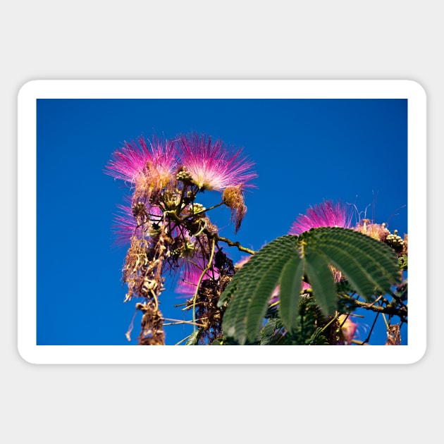 French flowering Mimosa Sticker by SILVA_CAPITANA